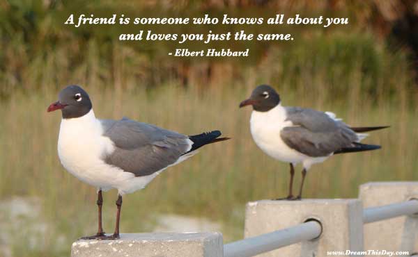 Friendship Quotes - Friendship